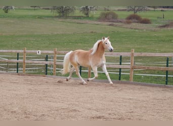 Haflinger, Wallach, 3 Jahre, 148 cm, Fuchs