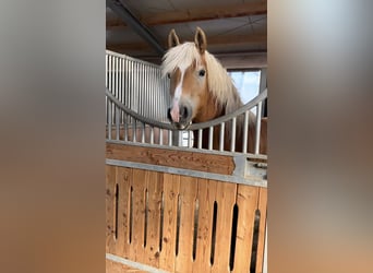 Haflinger, Wallach, 3 Jahre, 148 cm, Fuchs