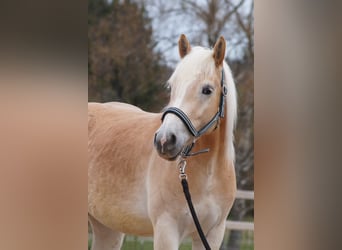 Haflinger, Wallach, 3 Jahre, 148 cm, Fuchs