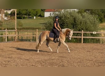 Haflinger, Wallach, 3 Jahre, 148 cm, Fuchs