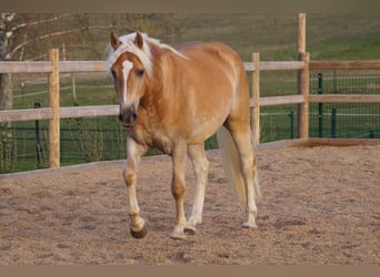 Haflinger, Wallach, 3 Jahre, 148 cm, Fuchs