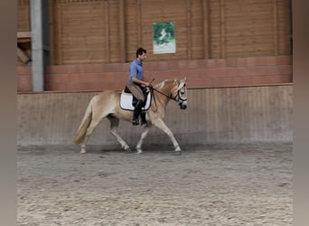 Haflinger, Wallach, 3 Jahre, 148 cm, Fuchs