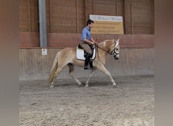 Haflinger, Wallach, 3 Jahre, 148 cm, Fuchs