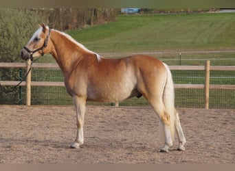 Haflinger, Wallach, 3 Jahre, 148 cm, Fuchs