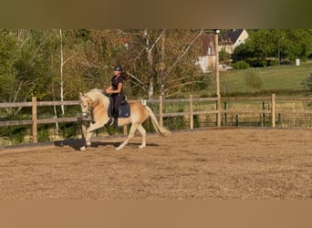 Haflinger, Wallach, 3 Jahre, 148 cm, Fuchs