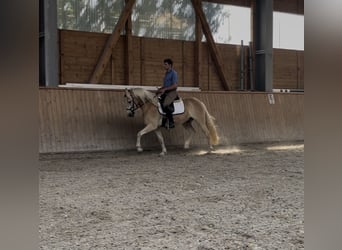 Haflinger, Wallach, 3 Jahre, 148 cm, Fuchs