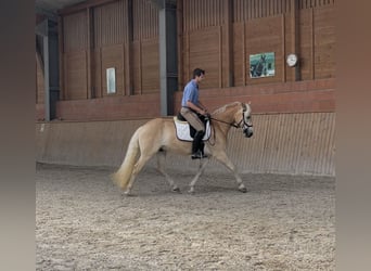 Haflinger, Wallach, 3 Jahre, 148 cm, Fuchs