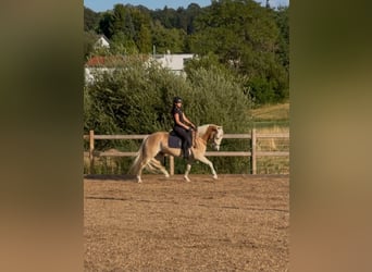 Haflinger, Wallach, 3 Jahre, 148 cm, Fuchs