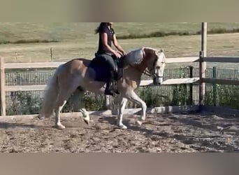 Haflinger, Wallach, 3 Jahre, 148 cm, Fuchs