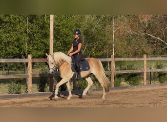 Haflinger, Wallach, 3 Jahre, 148 cm, Fuchs