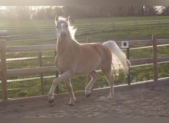 Haflinger, Wallach, 3 Jahre, 148 cm, Fuchs