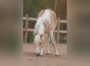 Haflinger, Wallach, 3 Jahre, 148 cm, Fuchs