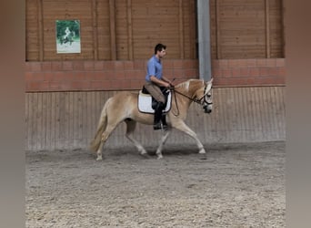 Haflinger, Wallach, 3 Jahre, 148 cm, Fuchs
