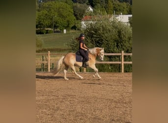 Haflinger, Wallach, 3 Jahre, 148 cm, Fuchs
