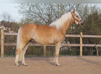 Haflinger, Wallach, 3 Jahre, 148 cm, Fuchs