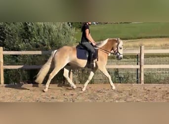 Haflinger, Wallach, 3 Jahre, 148 cm, Fuchs