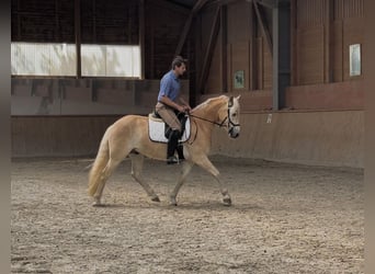 Haflinger, Wallach, 3 Jahre, 148 cm, Fuchs