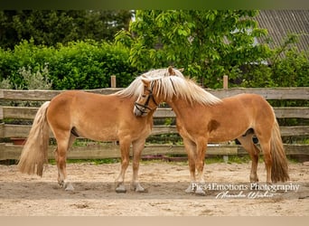 Haflinger, Wallach, 3 Jahre, 148 cm, Fuchs