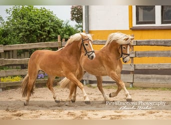 Haflinger, Wallach, 3 Jahre, 148 cm, Fuchs