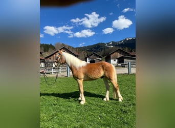 Haflinger, Wallach, 3 Jahre, 148 cm, Fuchs