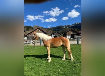 Haflinger, Wallach, 3 Jahre, 148 cm, Fuchs