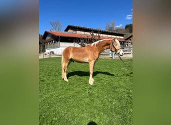 Haflinger, Wallach, 3 Jahre, 148 cm, Fuchs