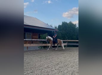 Haflinger, Wallach, 3 Jahre, 148 cm, Fuchs