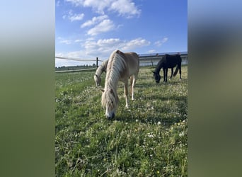 Haflinger, Wallach, 3 Jahre, 148 cm, Fuchs