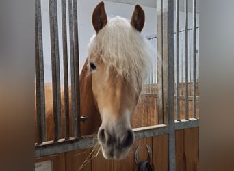 Haflinger, Wallach, 3 Jahre, 148 cm, Fuchs