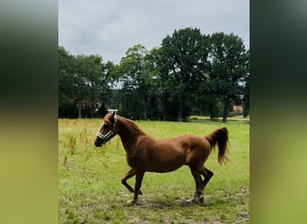 Haflinger Mix, Wallach, 3 Jahre, 148 cm, Fuchs