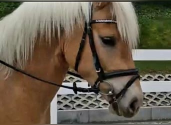 Haflinger, Wallach, 3 Jahre, 148 cm, Palomino