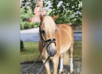 Haflinger, Wallach, 3 Jahre, 148 cm, Palomino