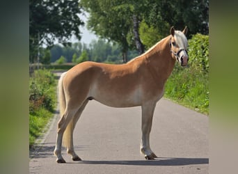 Haflinger, Wallach, 3 Jahre, 149 cm