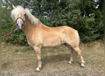 Haflinger, Wallach, 3 Jahre, 149 cm, Fuchs
