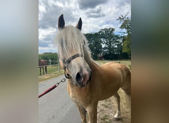 Haflinger, Wallach, 3 Jahre, 149 cm, Fuchs