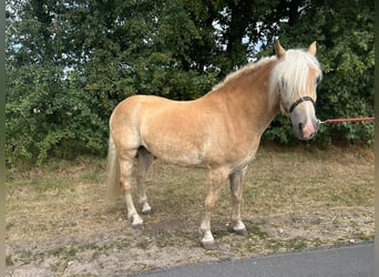 Haflinger, Wallach, 3 Jahre, 149 cm, Fuchs