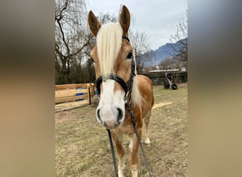 Haflinger, Wallach, 3 Jahre, 150 cm