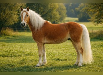 Haflinger, Wallach, 3 Jahre, 150 cm