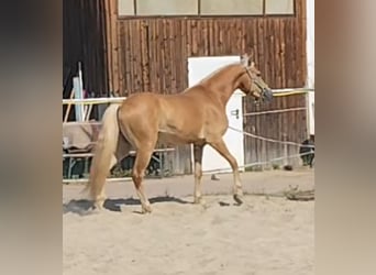 Haflinger, Wallach, 3 Jahre, 150 cm