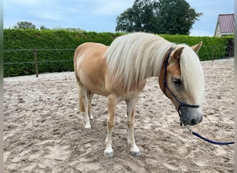 Haflinger, Wallach, 3 Jahre, 150 cm, Fuchs