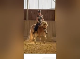 Haflinger, Wallach, 3 Jahre, 150 cm, Fuchs
