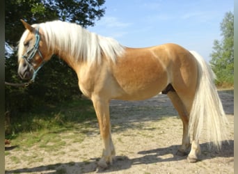 Haflinger, Wallach, 3 Jahre, 150 cm, Fuchs
