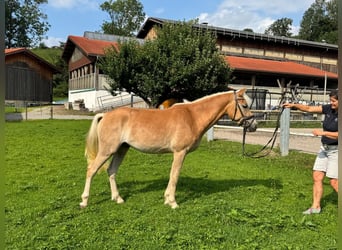 Haflinger, Wallach, 3 Jahre, 150 cm, Fuchs