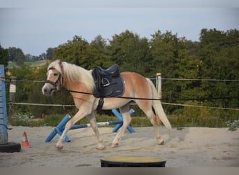 Haflinger, Wallach, 3 Jahre, 150 cm, Fuchs