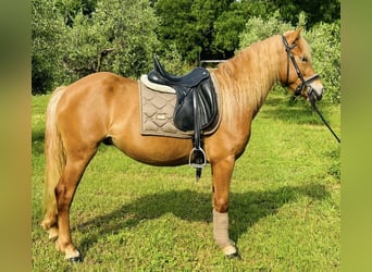 Haflinger, Wallach, 3 Jahre, 150 cm, Fuchs