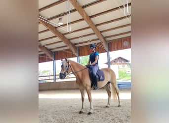 Haflinger, Wallach, 3 Jahre, 151 cm, Fuchs