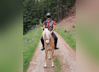 Haflinger, Wallach, 3 Jahre, 151 cm, Fuchs