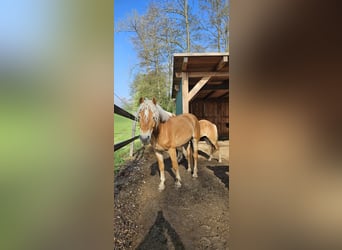 Haflinger, Wallach, 3 Jahre, 151 cm, Fuchs