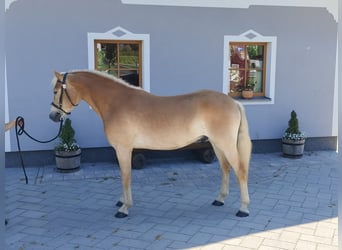 Haflinger, Wallach, 3 Jahre, 151 cm, Fuchs