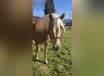 Haflinger, Wallach, 3 Jahre, 151 cm, Fuchs